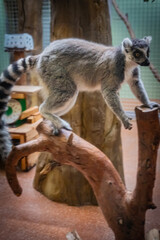 北海道　札幌市円山動物園　ワオキツネザル