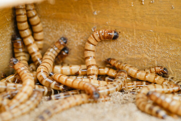 King mealworm (zophobas morio) is a popular feed ingredient that is widely used to give to reptiles, songbirds and other poultry.