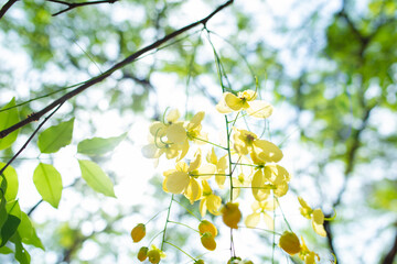 Yellow sausage flowers in the sunshine