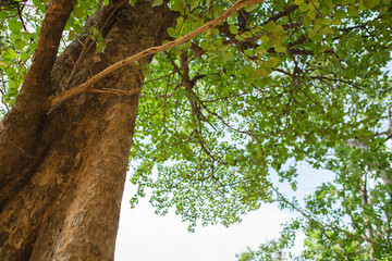 Looking up at tall trees