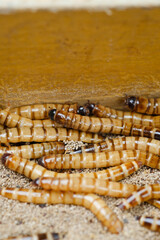 King mealworm (zophobas morio) is a popular feed ingredient that is widely used to give to reptiles, songbirds and other poultry.