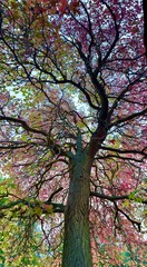 A low angle view looking up into the branches of a sweet gum tree, liquidambar styraciflua. 