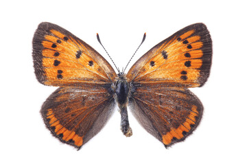 Female of butterfly - The large copper (Lycaena dispar) isolated on white