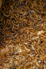 Larvae of alphitobius diaperinus is a popular feed ingredient that is widely used to give to reptiles, songbirds and other poultry.