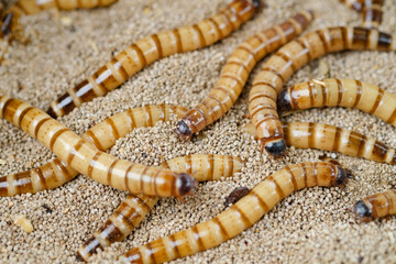 King mealworm (zophobas morio) is a popular feed ingredient that is widely used to give to...