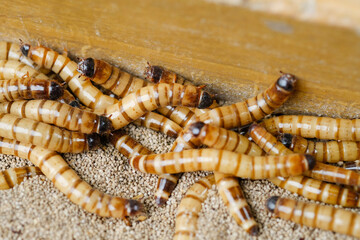 King mealworm (zophobas morio) is a popular feed ingredient that is widely used to give to reptiles, songbirds and other poultry.