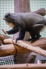 北海道　札幌市円山動物園　ブラッザグェノン