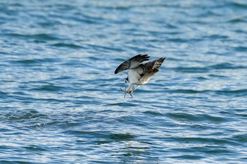 osprey is hunting a fish