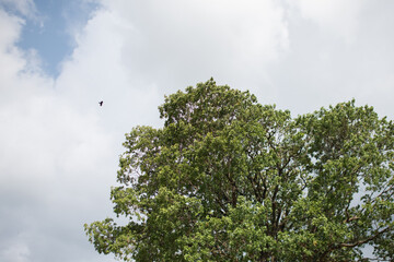 Fototapeta premium Tall trees stand against the sky background.