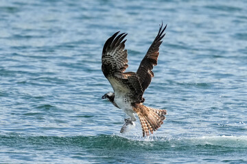 osprey is hunting a fish