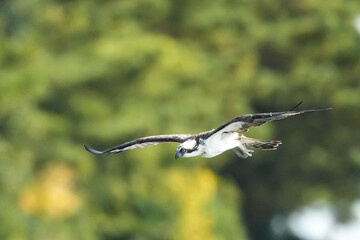 osprey is hunting a fish