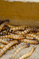 King mealworm (zophobas morio) is a popular feed ingredient that is widely used to give to reptiles, songbirds and other poultry.
