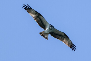 osprey is hunting a fish