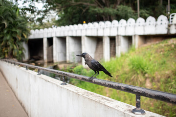 Crows resting on the railing