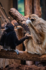 北海道　札幌市円山動物園　　テナガザル