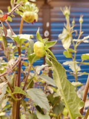 Buds on a plant in the garden. Shallow depth of field.