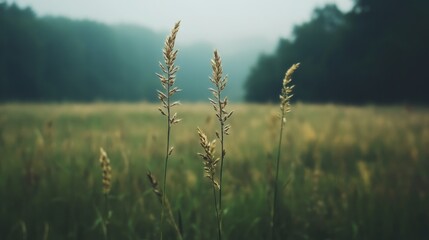 Grass stalks in misty field, forest background, nature serenity