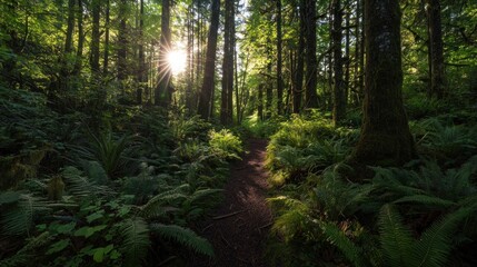 Fototapeta premium Sunlit Forest Path: A Serene Nature Escape