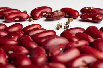 Close-up of red kidney beans reveals bean weevil damage, posing agricultural and food storage concerns.