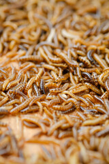 Larvae of alphitobius diaperinus is a popular feed ingredient that is widely used to give to reptiles, songbirds and other poultry.