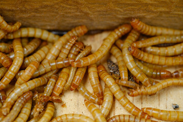 Hongkong caterpillars are the larvae of the black beetle Tenebrio molitor, commonly used for animal food.