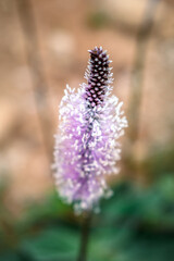 Plantago media has several applications, such as antimicrobial, anti-inflammatory, anti-histaminic, hemostatic, cicatrizing, expectorant