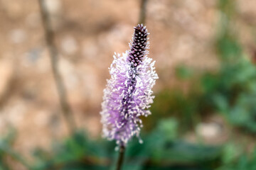 Plantago media has several applications, such as antimicrobial, anti-inflammatory, anti-histaminic, hemostatic, cicatrizing, expectorant