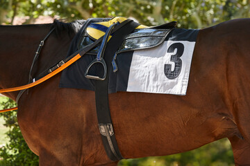 Race horse and horseman's shawl detail. Purebred in the hippodrome. Turf