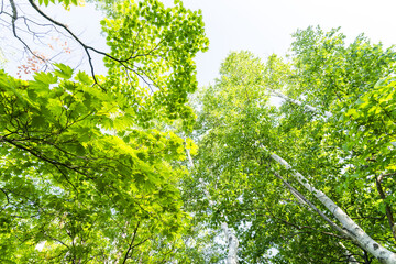 新緑の葉が美しく風に揺れる森の中