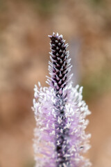 Plantago media has several applications, such as antimicrobial, anti-inflammatory, anti-histaminic, hemostatic, cicatrizing, expectorant