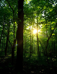 Obraz premium sun rays in the forest