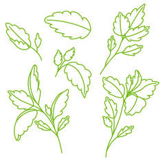 Vector set of basil branches and leaves in doodle style. Vegetarianism. Fresh greenery image.