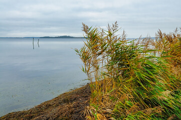 Soft waves lap against the shore as lush reeds sway gently, creating a peaceful atmosphere on a...