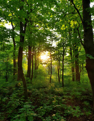 Obraz premium sun rays in the forest