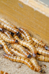 King mealworm (zophobas morio) is a popular feed ingredient that is widely used to give to reptiles, songbirds and other poultry.