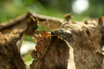 A close-up macro shot of a red ant exploring the edge of a dry leaf with intricate details and a beautiful bokeh background. 