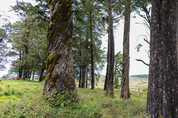 Obraz premium The tall cedar trees in the forest