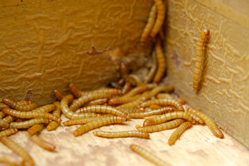 Hongkong caterpillars are the larvae of the black beetle Tenebrio molitor, commonly used for animal food.