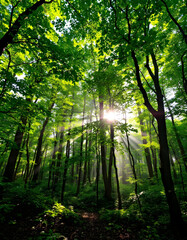 Obraz premium sun rays in the forest