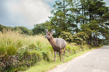 A moose is on the roadside