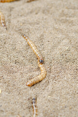 King mealworm (zophobas morio) is a popular feed ingredient that is widely used to give to reptiles, songbirds and other poultry.