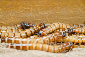 King mealworm (zophobas morio) is a popular feed ingredient that is widely used to give to reptiles, songbirds and other poultry.