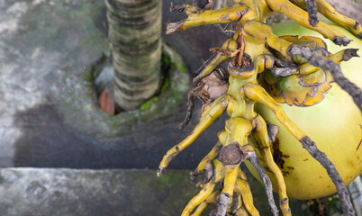 Cocos Nucifera or Yellow Coconuts on a Coconut Tree Growing Through Concrete Construction Hole.
