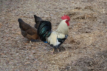rooster in the farm