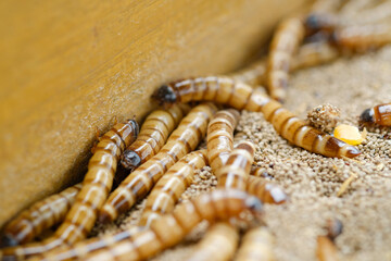 King mealworm (zophobas morio) is a popular feed ingredient that is widely used to give to reptiles, songbirds and other poultry.