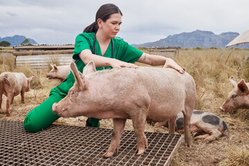 Farm, checkup and vet with pigs in nature for consulting for health, wellness or animal care. Agriculture, veterinary and woman with livestock for medical inspection for sustainability in countryside