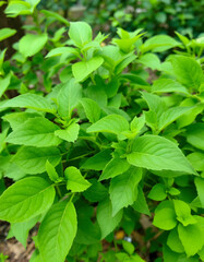 fresh mint leaves