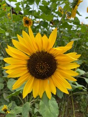 sunflower in the garden