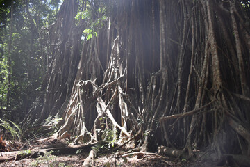 **Queensland's sacred tree**