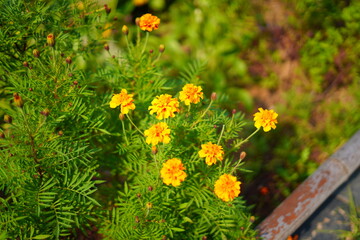 yellow flowers in the garden